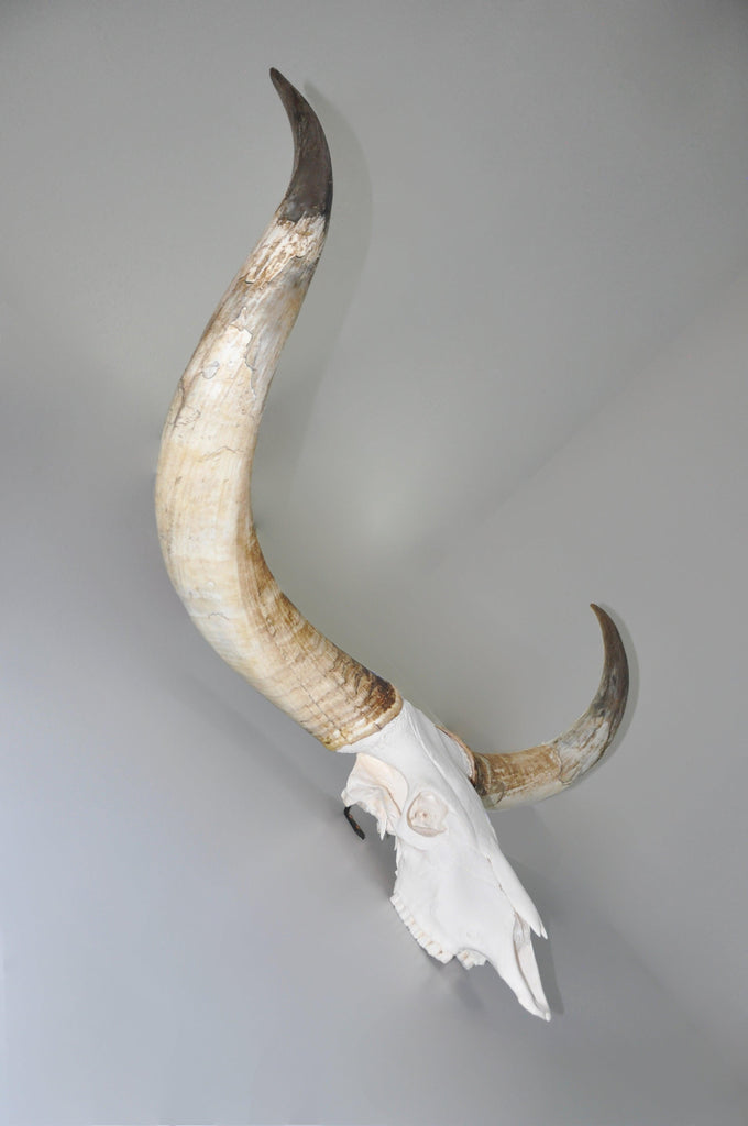 We love this Watusi!