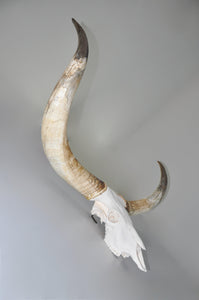 We love this Watusi!