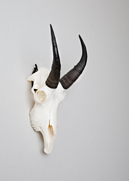 European Mount Skull Hanger | Skull Bracket – Dead On Display