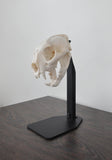 DESKTOP Dead On Display European Skull Mount Bracket - Dead On Display