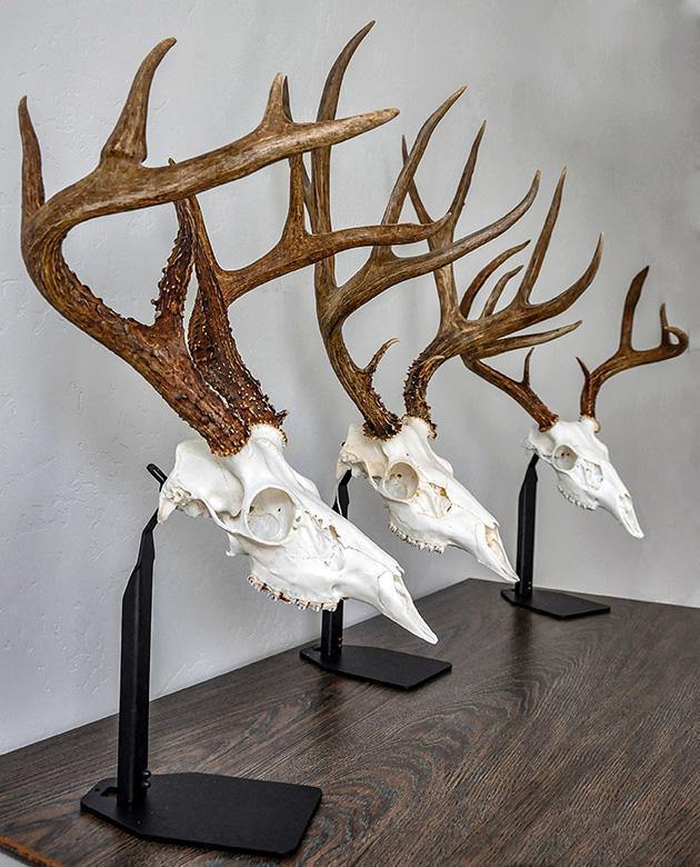 cool deer skull mounts