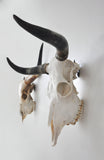 LARGE Dead On Display European Mount Hanger | Skull Bracket - Dead On Display