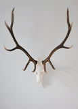 LARGE Dead On Display European Mount Hanger | Skull Bracket - Dead On Display