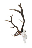 LARGE Dead On Display European Mount Hanger | Skull Bracket - Dead On Display