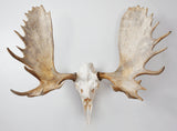 LARGE Dead On Display European Mount Hanger | Skull Bracket - Dead On Display