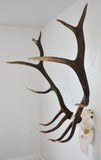 LARGE Dead On Display European Mount Hanger | Skull Bracket - Dead On Display