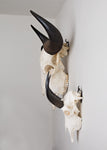 LARGE Dead On Display European Mount Hanger | Skull Bracket - Dead On Display