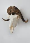 LARGE Dead On Display European Mount Hanger | Skull Bracket - Dead On Display